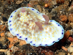 Goniobranchus aureopurpureus