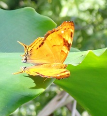 Hypanartia paullus