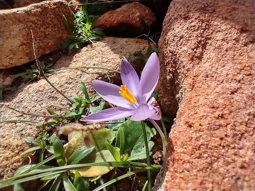 Crocus minimus, photograph 5