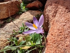 Crocus minimus