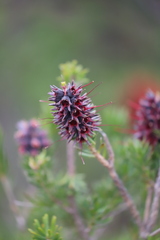 Kunzea baxteri