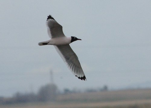 Franklin's Gull