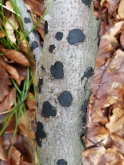 Biscogniauxia nummularia