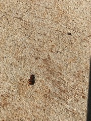 Pseudomethoca sanbornii