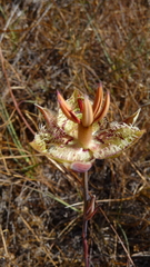 Calochortus tiburonensis