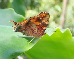 Hypanartia paullus