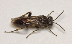 Macrophya ribis