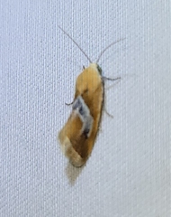 Ponometia venustula