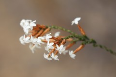 Lysinema pentapetalum