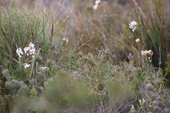 Lysinema pentapetalum