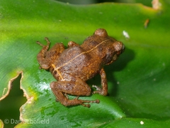 Eleutherodactylus johnstonei