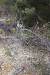 Lysinema pentapetalum