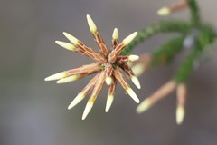 Lysinema pentapetalum
