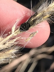 Claviceps pusilla
