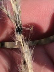 Claviceps pusilla