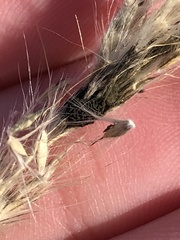 Claviceps pusilla