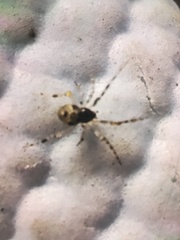 Cryptachaea blattea