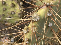 Opuntia × curvispina