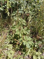 Rubus amplificatus