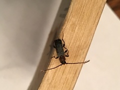 Phymatodes