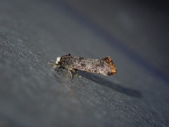 Swammerdamia pyrella