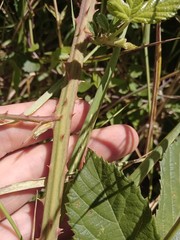 Rubus amplificatus