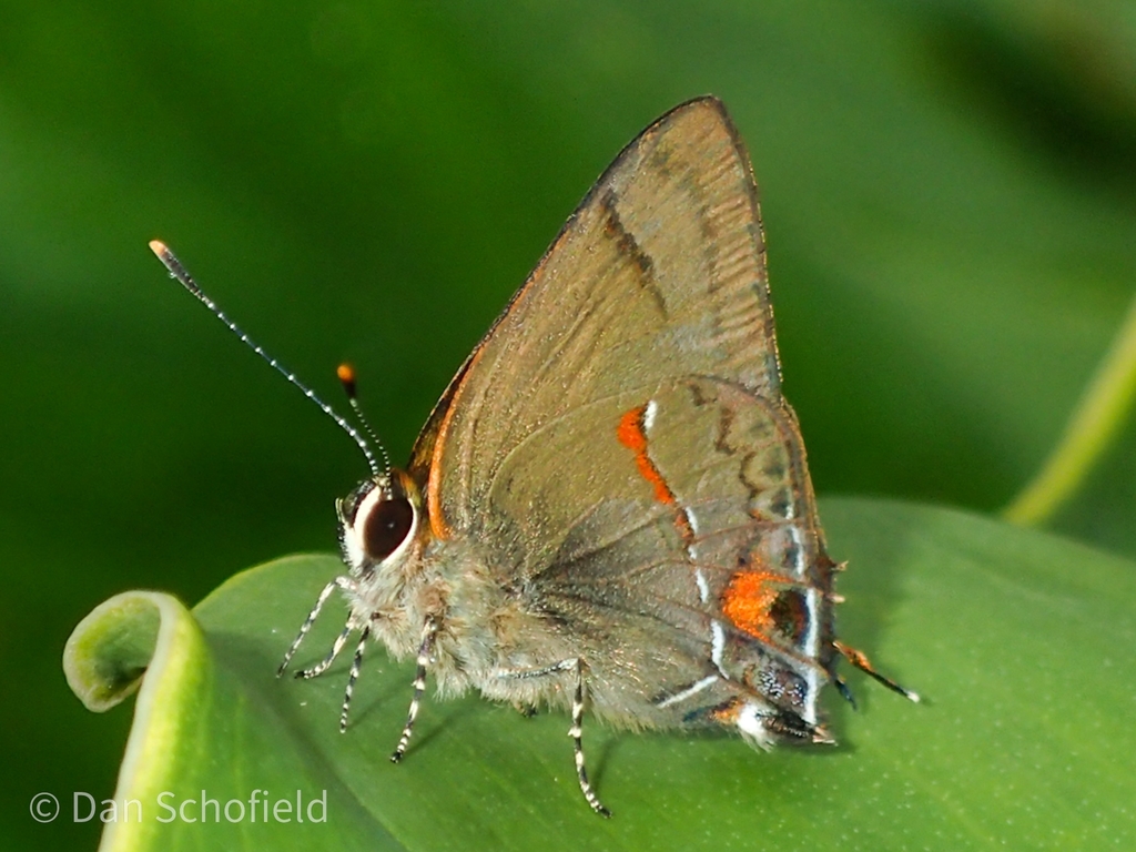 Dominican Hairstreak
