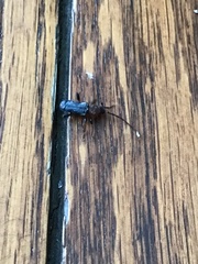 Phymatodes