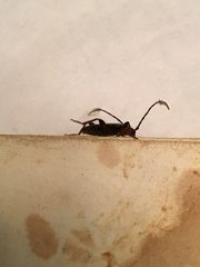 Phymatodes