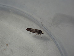 Swammerdamia pyrella