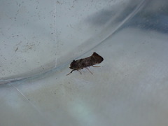 Swammerdamia pyrella