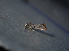 Swammerdamia pyrella