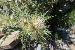 Cirsium glabrum