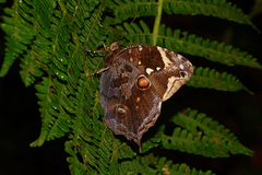 Opoptera aorsa