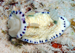 Goniobranchus aureopurpureus