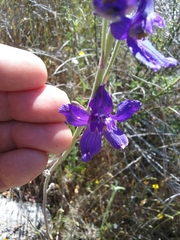 Delphinium parryi