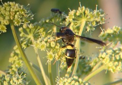 Ancistrocerus spinolae