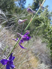 Delphinium parryi