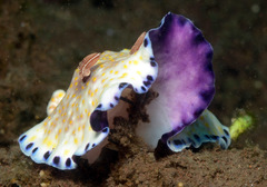 Goniobranchus aureopurpureus