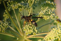 Ancistrocerus spinolae