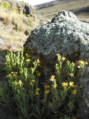 Senecio keniophytum