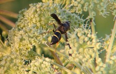 Ancistrocerus spinolae