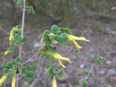 Salvia aspera
