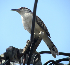 Campylorhynchus rufinucha
