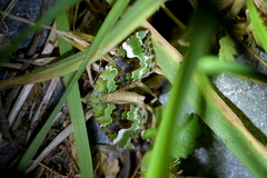 Hydriomena purpurifera