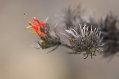Adenanthos sericeus