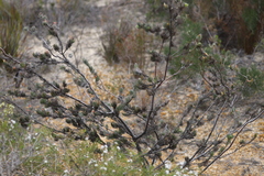Adenanthos sericeus