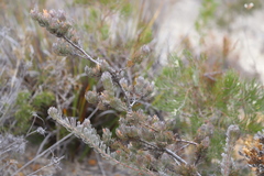 Adenanthos sericeus