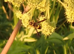 Ancistrocerus spinolae