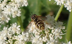 Chrysotoxum pubescens